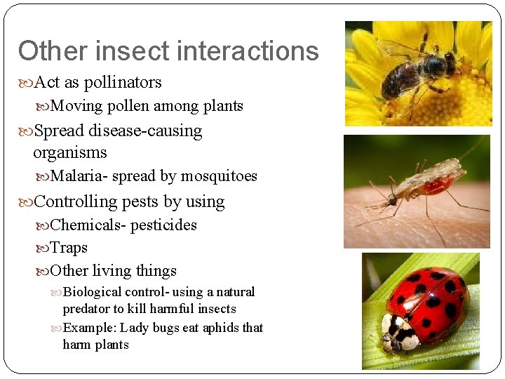 Other insect interactions Act as pollinators Moving pollen among plants Spread disease-causing organisms Malaria-