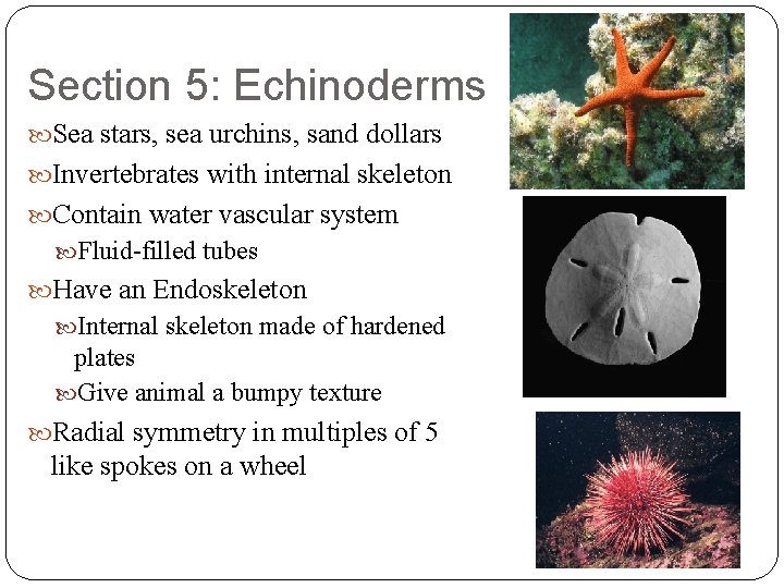 Section 5: Echinoderms Sea stars, sea urchins, sand dollars Invertebrates with internal skeleton Contain