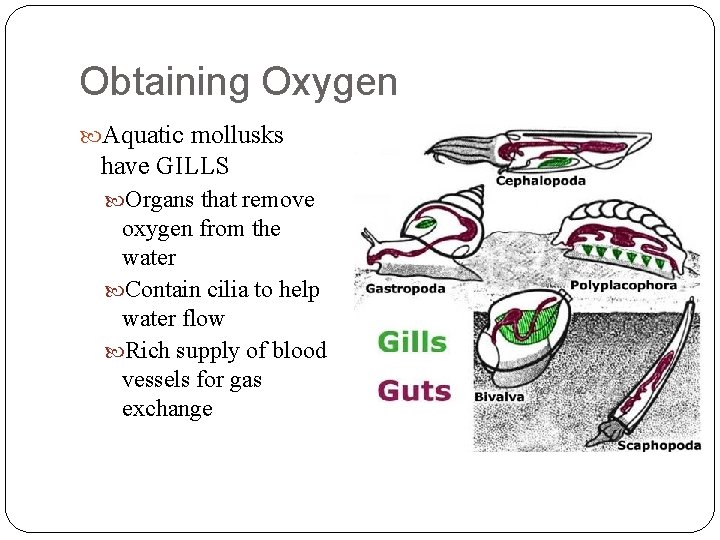 Obtaining Oxygen Aquatic mollusks have GILLS Organs that remove oxygen from the water Contain