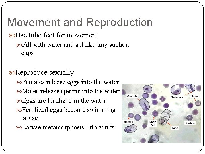 Movement and Reproduction Use tube feet for movement Fill with water and act like