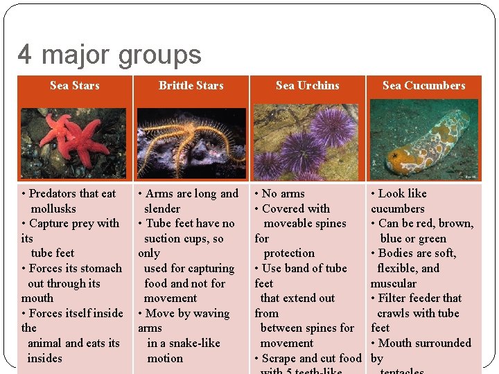 4 major groups Sea Stars Brittle Stars Sea Urchins Sea Cucumbers • Predators that