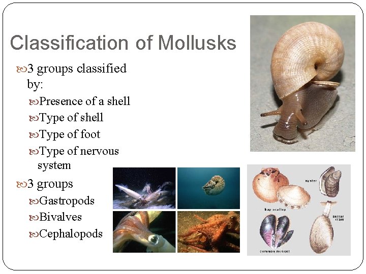 Classification of Mollusks 3 groups classified by: Presence of a shell Type of foot