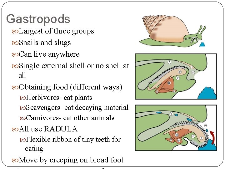 Gastropods Largest of three groups Snails and slugs Can live anywhere Single external shell