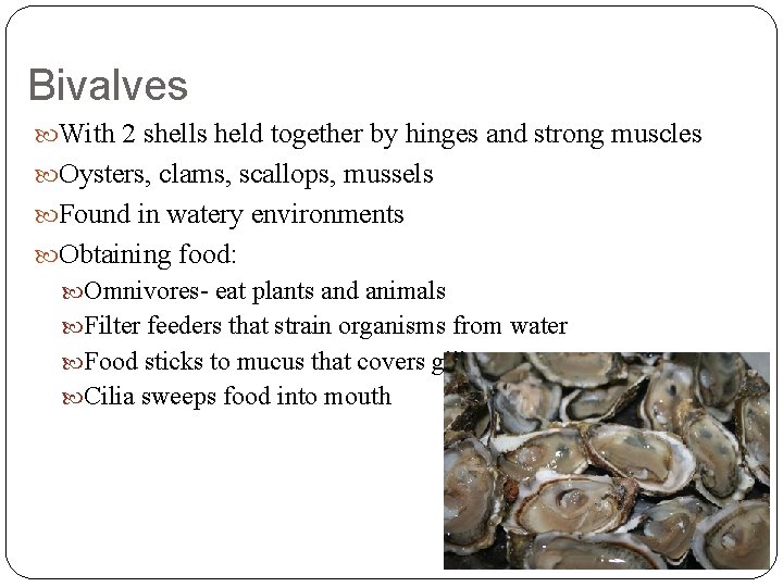Bivalves With 2 shells held together by hinges and strong muscles Oysters, clams, scallops,