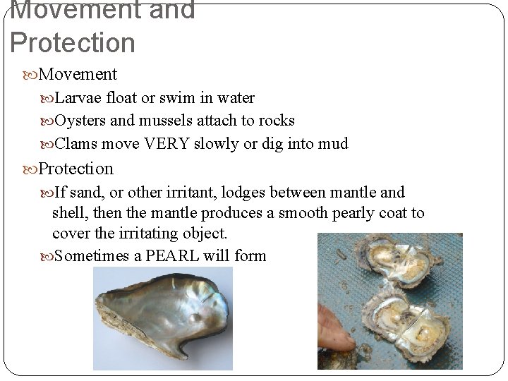 Movement and Protection Movement Larvae float or swim in water Oysters and mussels attach