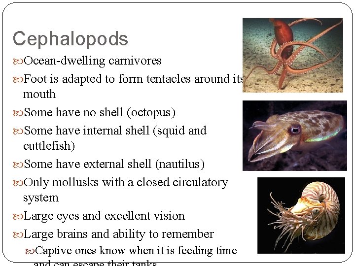 Cephalopods Ocean-dwelling carnivores Foot is adapted to form tentacles around its mouth Some have