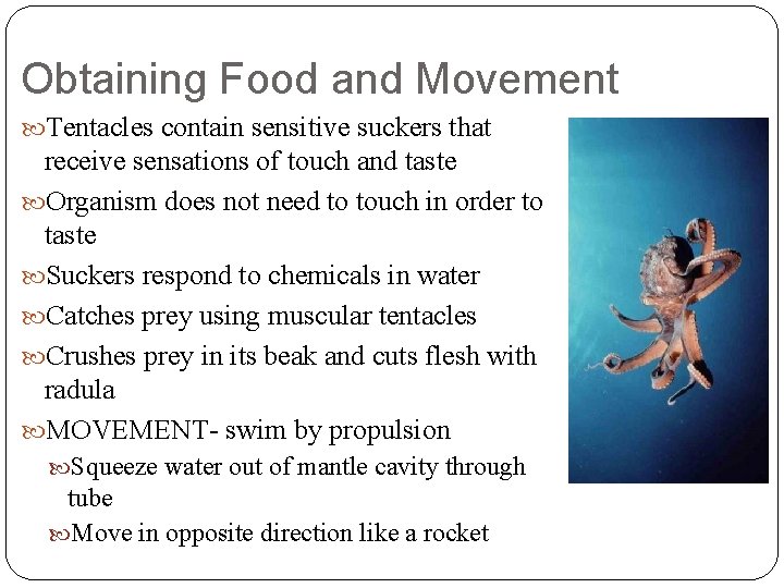 Obtaining Food and Movement Tentacles contain sensitive suckers that receive sensations of touch and