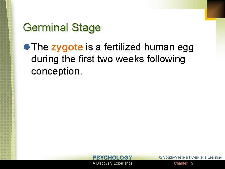 Germinal Stage l The zygote is a fertilized human egg during the first two