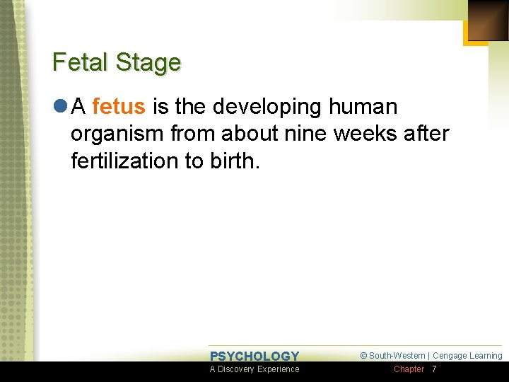 Fetal Stage l A fetus is the developing human organism from about nine weeks