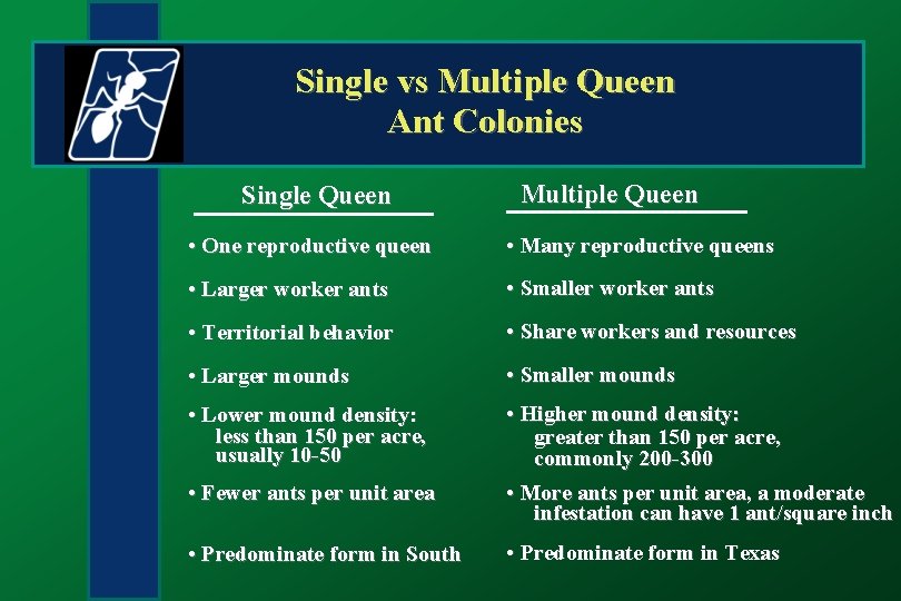 Single vs Multiple Queen Ant Colonies Single Queen Multiple Queen • One reproductive queen