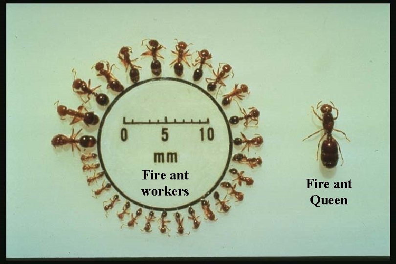 Fire ant workers Fire ant Queen 