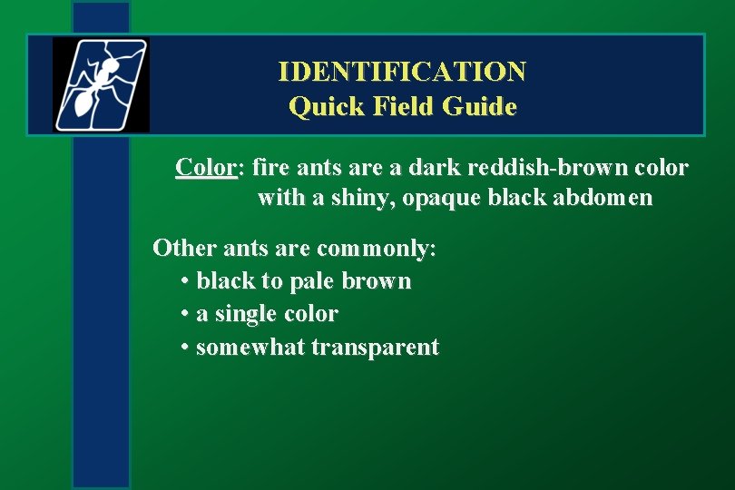 IDENTIFICATION Quick Field Guide Color: fire ants are a dark reddish-brown color with a