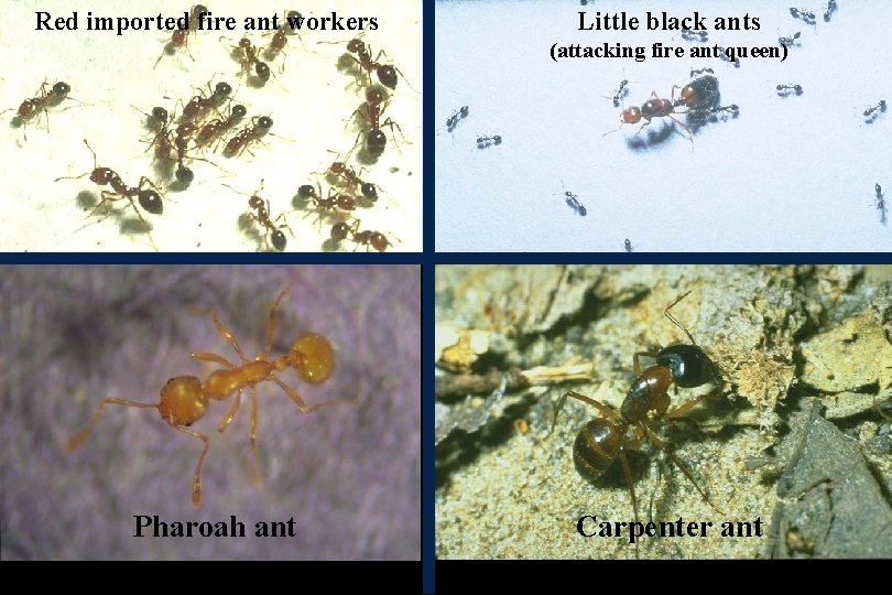 Red imported fire ant workers Little black ants (attacking fire ant queen) Pharoah ant