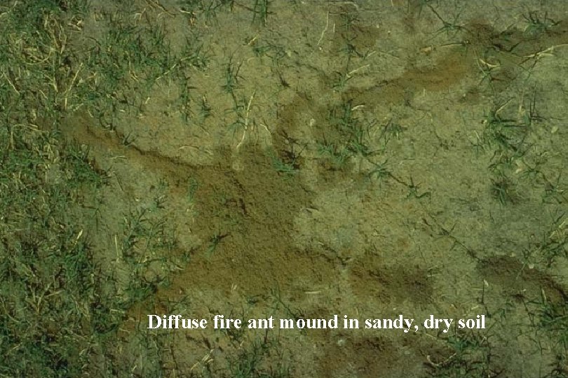 Diffuse fire ant mound in sandy, dry soil 