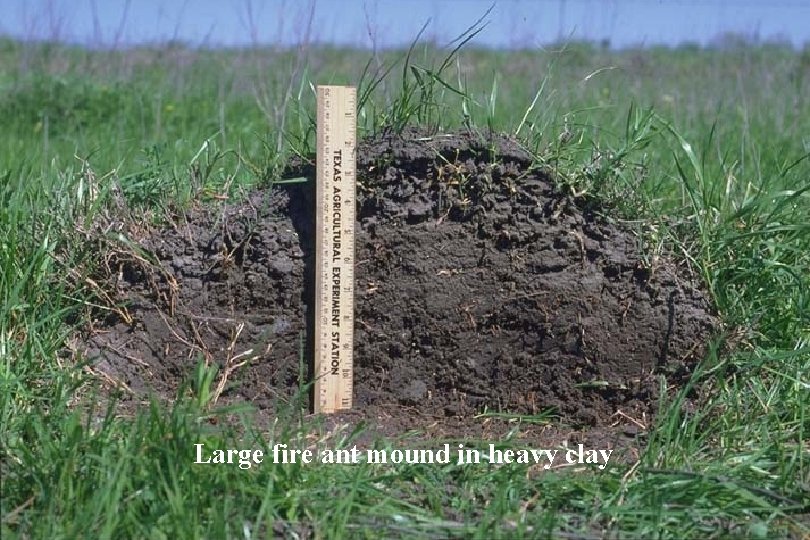 Large fire ant mound in heavy clay 