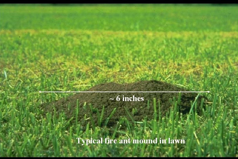 ~ 6 inches Typical fire ant mound in lawn 