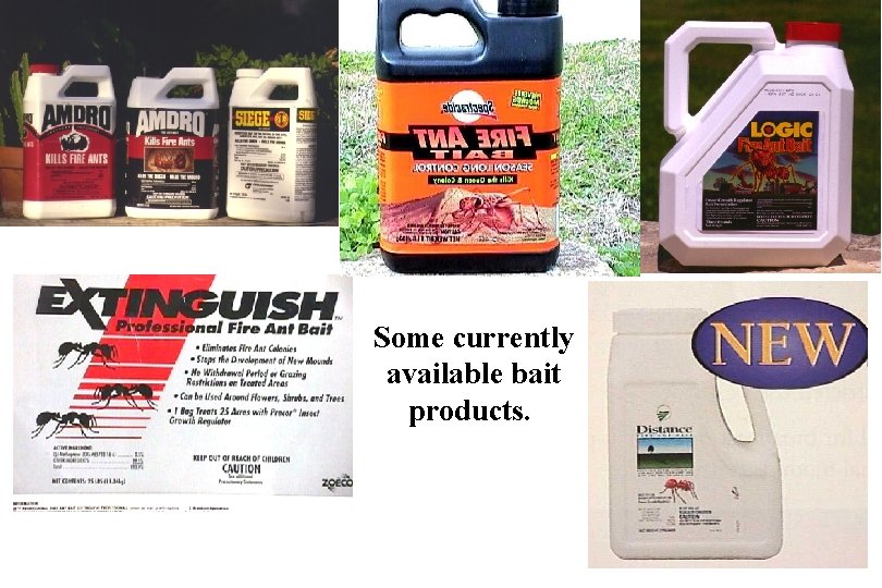 Some currently available bait products. 