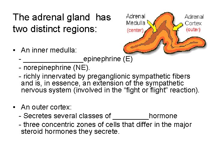 The adrenal gland has two distinct regions: • An inner medulla: - ________epinephrine (E) The adrenal gland has two distinct regions: • An inner medulla: - ________epinephrine (E)