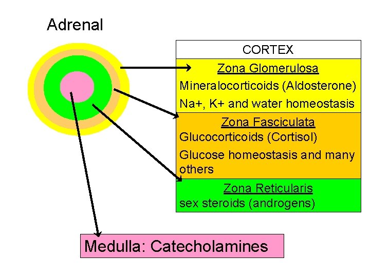 Adrenal CORTEX Zona Glomerulosa Mineralocorticoids (Aldosterone) Na+, K+ and water homeostasis Zona Fasciculata Glucocorticoids Adrenal CORTEX Zona Glomerulosa Mineralocorticoids (Aldosterone) Na+, K+ and water homeostasis Zona Fasciculata Glucocorticoids