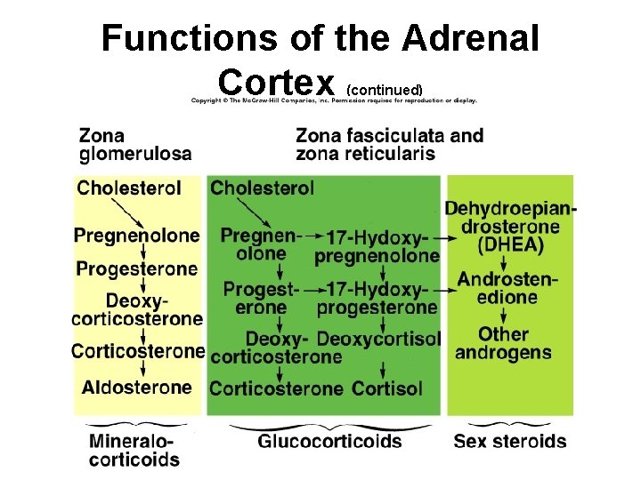 Endo Part 3 Can Males Lactate Yes In