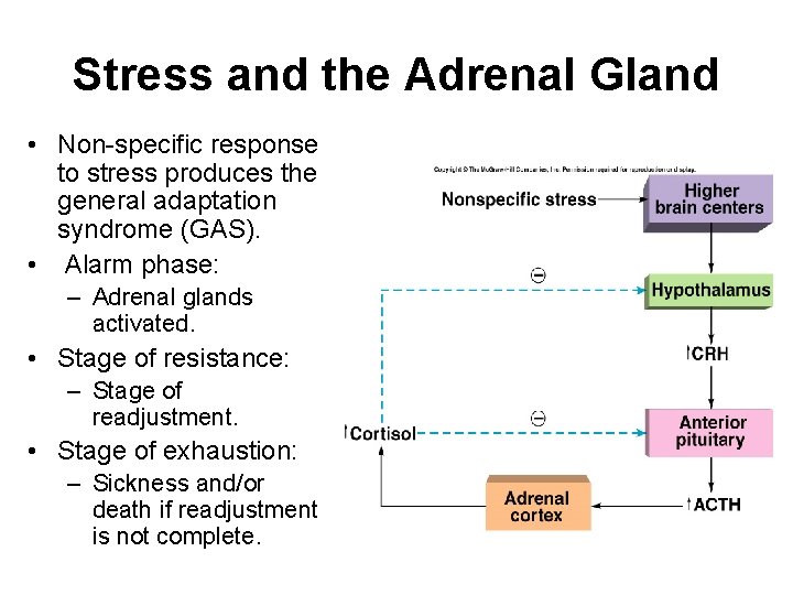 Stress and the Adrenal Gland • Non-specific response to stress produces the general adaptation Stress and the Adrenal Gland • Non-specific response to stress produces the general adaptation