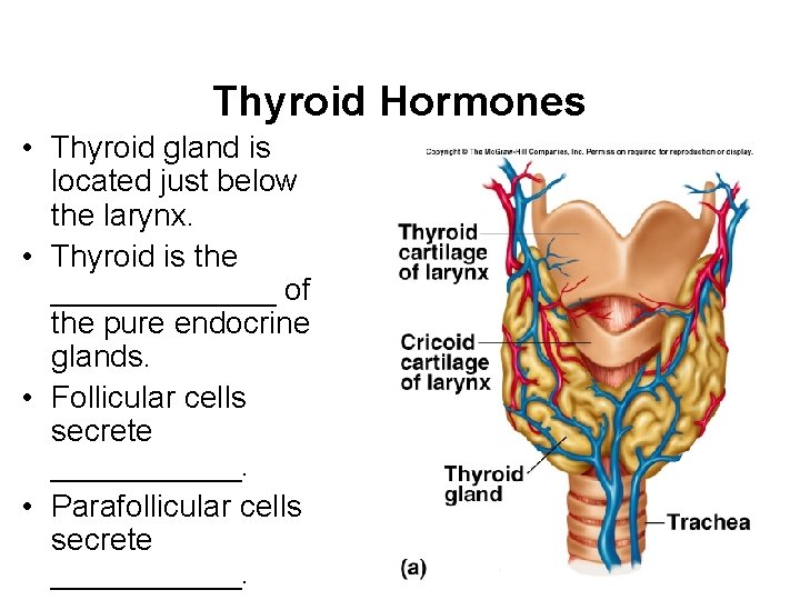 Thyroid Hormones • Thyroid gland is located just below the larynx. • Thyroid is Thyroid Hormones • Thyroid gland is located just below the larynx. • Thyroid is