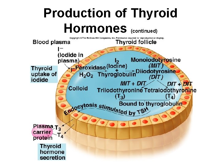 Production of Thyroid Hormones (continued) Production of Thyroid Hormones (continued)