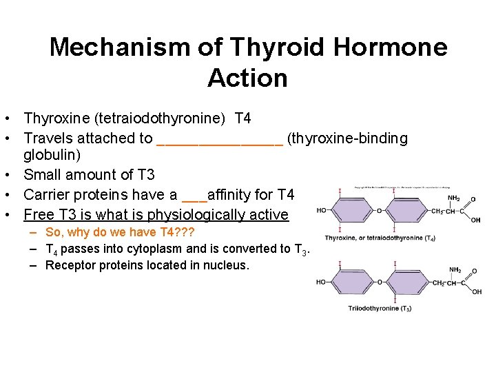 Mechanism of Thyroid Hormone Action • Thyroxine (tetraiodothyronine) T 4 • Travels attached to Mechanism of Thyroid Hormone Action • Thyroxine (tetraiodothyronine) T 4 • Travels attached to