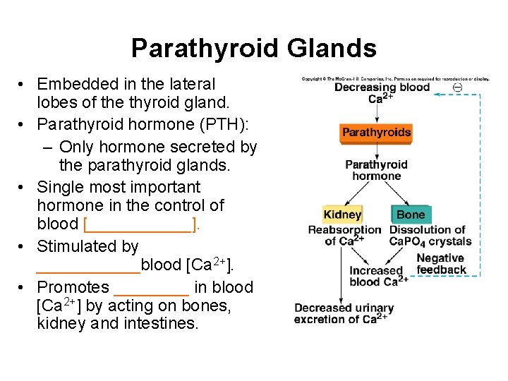 Parathyroid Glands • Embedded in the lateral lobes of the thyroid gland. • Parathyroid Parathyroid Glands • Embedded in the lateral lobes of the thyroid gland. • Parathyroid