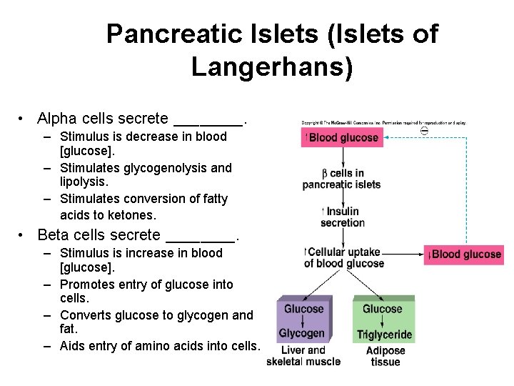 Pancreatic Islets (Islets of Langerhans) • Alpha cells secrete ____. – Stimulus is decrease Pancreatic Islets (Islets of Langerhans) • Alpha cells secrete ____. – Stimulus is decrease