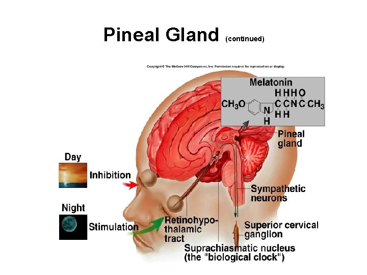 Pineal Gland (continued) Pineal Gland (continued)