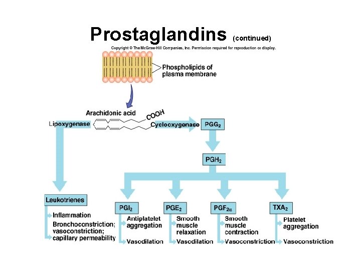 Prostaglandins (continued) Prostaglandins (continued)