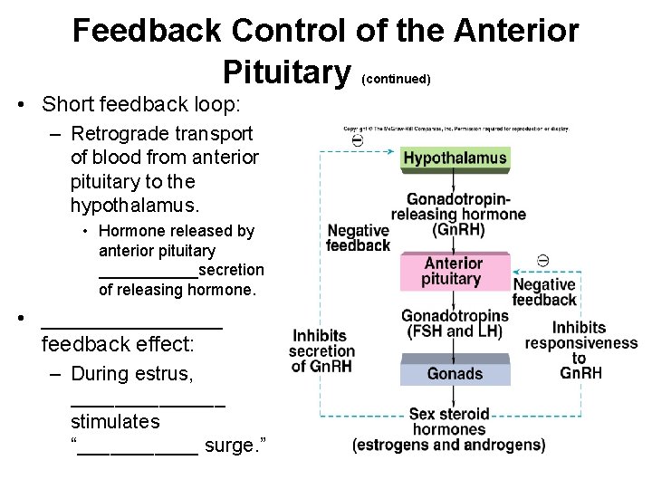 Feedback Control of the Anterior Pituitary (continued) • Short feedback loop: – Retrograde transport Feedback Control of the Anterior Pituitary (continued) • Short feedback loop: – Retrograde transport