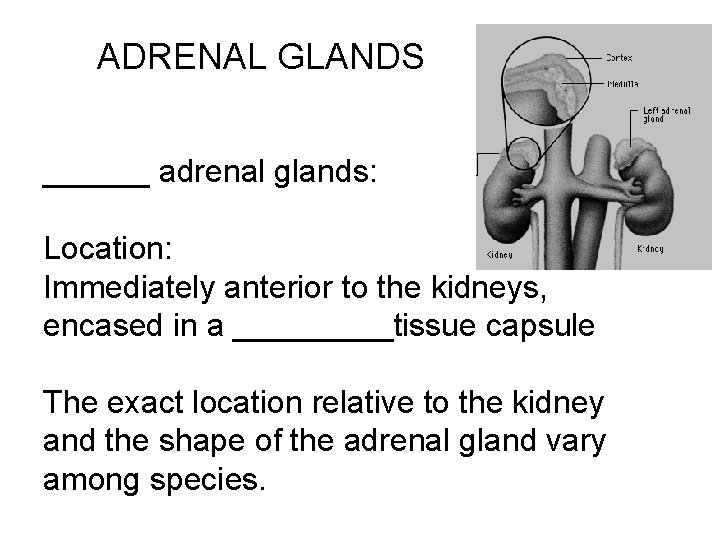 ADRENAL GLANDS ______ adrenal glands: Location: Immediately anterior to the kidneys, encased in a ADRENAL GLANDS ______ adrenal glands: Location: Immediately anterior to the kidneys, encased in a