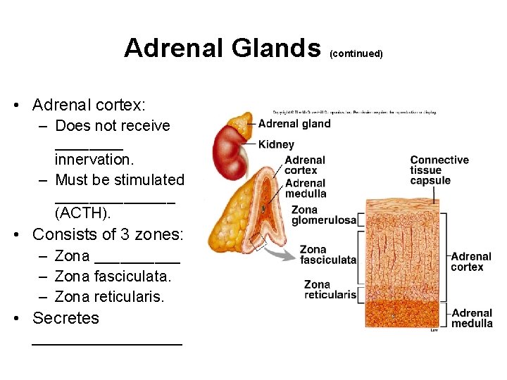 Adrenal Glands • Adrenal cortex: – Does not receive ____ innervation. – Must be Adrenal Glands • Adrenal cortex: – Does not receive ____ innervation. – Must be