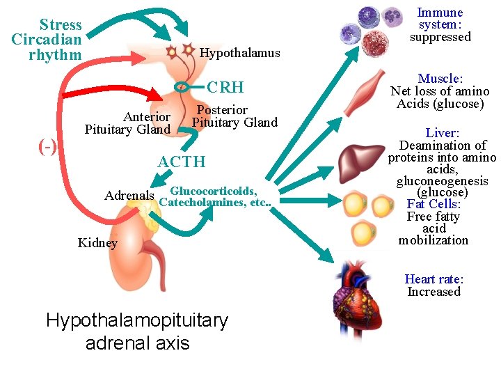 Immune system: suppressed Stress Circadian rhythm Hypothalamus CRH (-) Anterior Pituitary Gland Posterior Pituitary Immune system: suppressed Stress Circadian rhythm Hypothalamus CRH (-) Anterior Pituitary Gland Posterior Pituitary