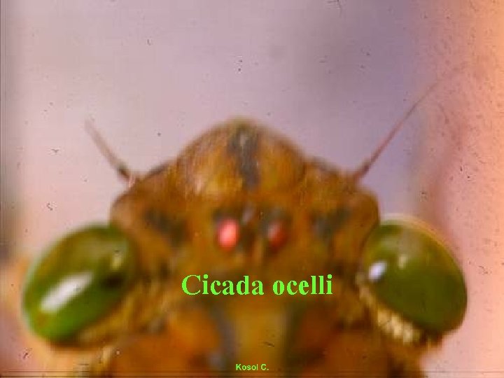 Cicada ocelli 