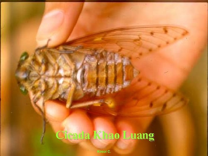 Cicada Khao Luang 