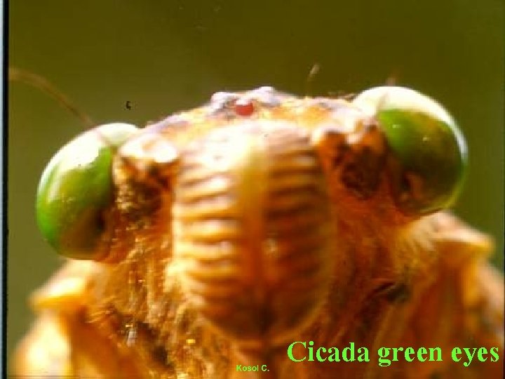 Cicada green eyes 