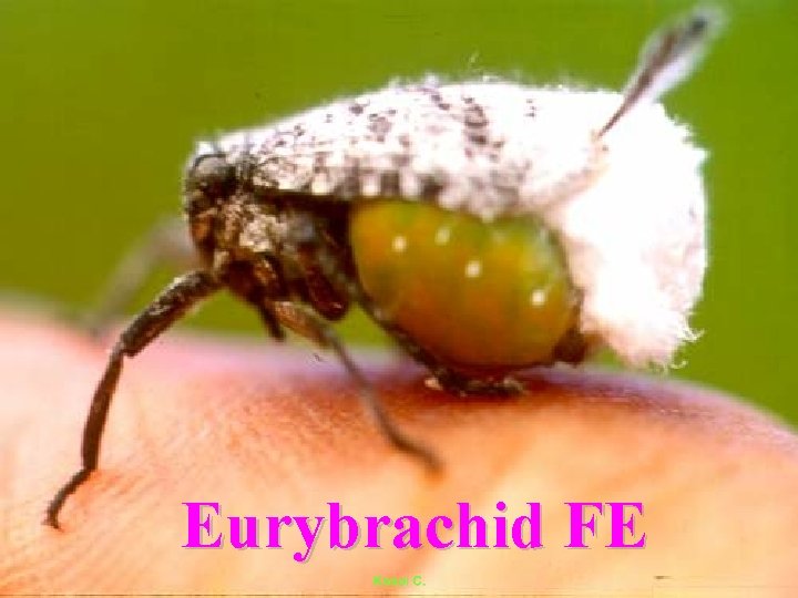 Eurybrachid FE 