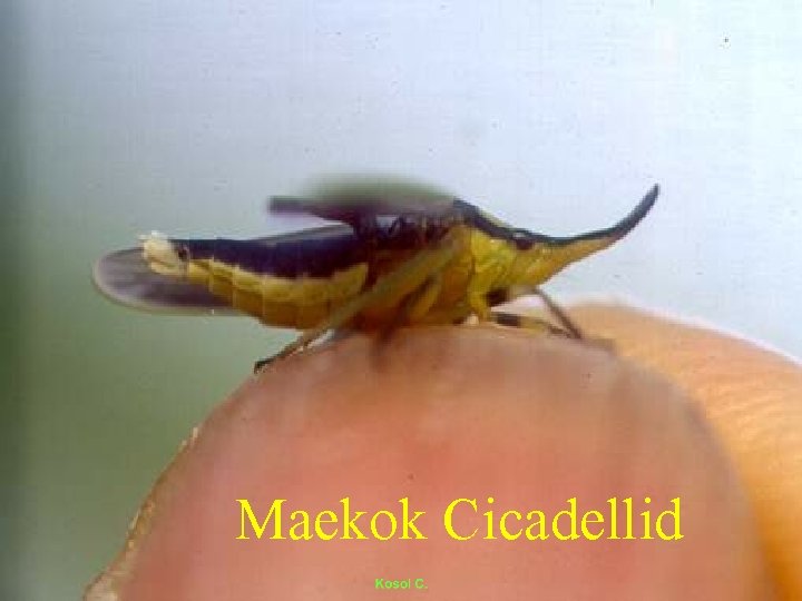 Maekok Cicadellid 