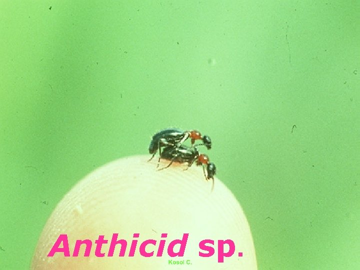 Anthicid sp. 