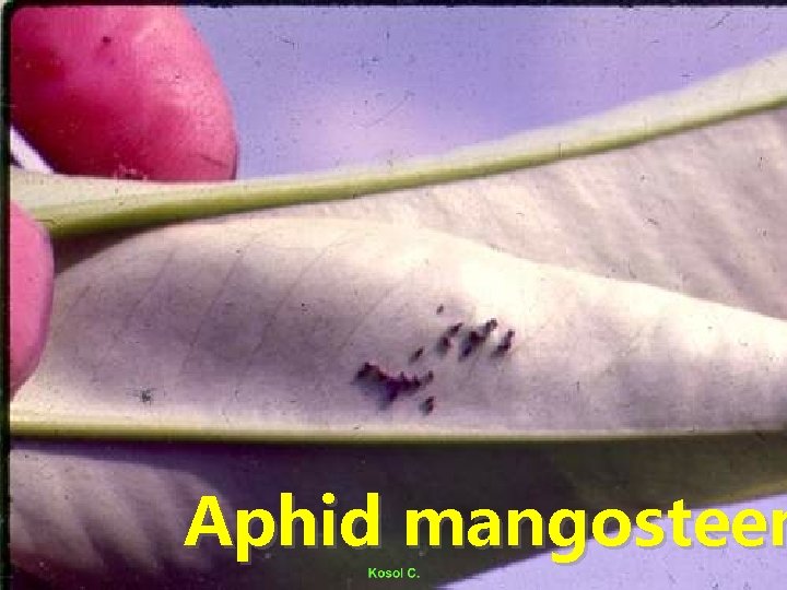 Aphid mangosteen 