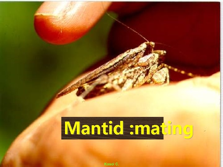 Mantid : mating 