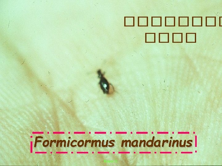 ���� Formicormus mandarinus 