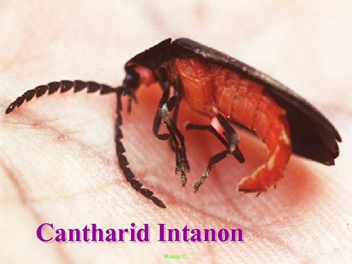 Cantharid Intanon 