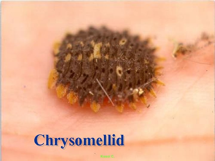 Chrysomellid 