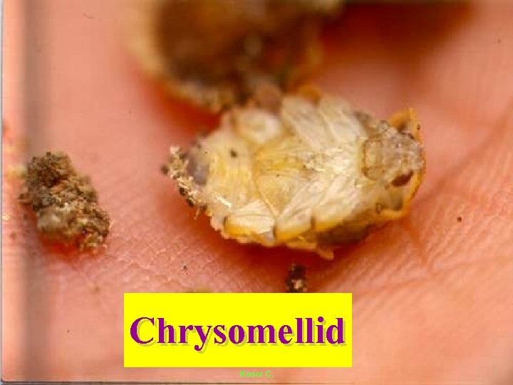 Chrysomellid 