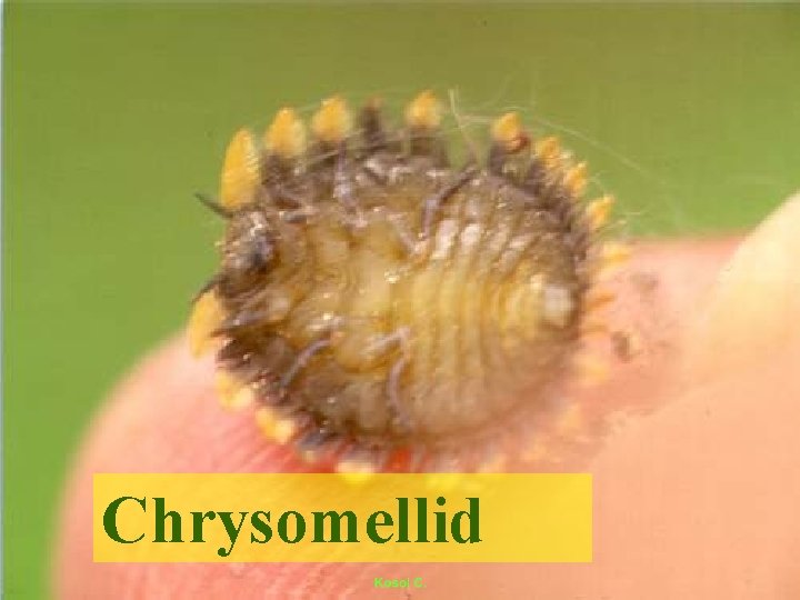 Chrysomellid 