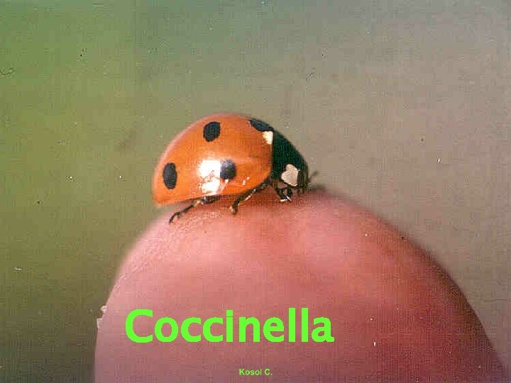 Coccinella 